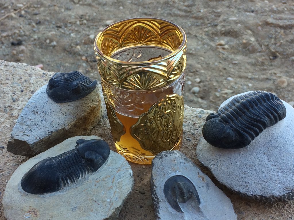 Javier Ortega Hernández (@invertebratepal) on Twitter photo Trilobite tea time in Morocco! With the wonderful <a href="/AnomLab/">ANOM Lab</a> featuring <a href="/cambriancritter/">Allison Daley</a> <a href="/lukas_laibl/">Lukáš Laibl</a> and others not on Twitter :D some of these pretties are coming back with me to <a href="/HarvardOEB/">Harvard Organismic & Evolutionary Biology</a> & <a href="/MCZHarvard/">Museum of Comparative Zoology</a> <3 Trilobite tea time in Morocco! With the wonderful <a href="/AnomLab/">ANOM Lab</a> featuring <a href="/cambriancritter/">Allison Daley</a> <a href="/lukas_laibl/">Lukáš Laibl</a> and others not on Twitter :D some of these pretties are coming back with me to <a href="/HarvardOEB/">Harvard Organismic & Evolutionary Biology</a> & <a href="/MCZHarvard/">Museum of Comparative Zoology</a> <3