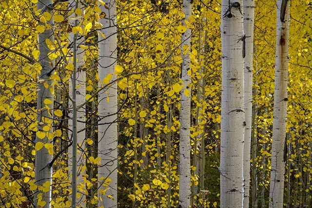 ClintLosee's tweet photo. ∙ Into the Aspen Forest ∙⠀
⠀
Sometimes you just need to walk into the forest. I have to say that I'm always drawn to forests. Especially aspen forests in Fall. The bright white trunks. The golden yellow leaves. When you can find yourself alone in one of these forests it's an https://t.co/Z0E2AG4pDc