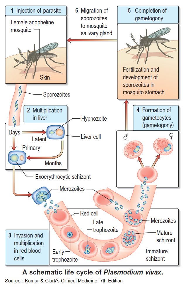 malaria mosquito life cycle