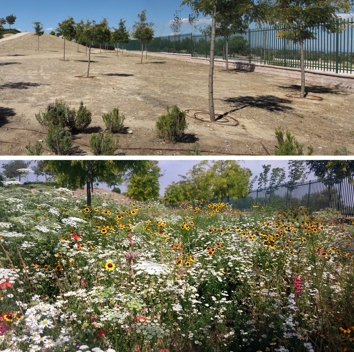 PictMeadowSpain's tweet photo. Cambiar mucho gastando poco! Antes y despues de una siembra de pradera anual Pictorial Meadows. Empieza la epoca de siembra... no la dejes pasar si quieres flores esta primavera! #praderas #pictorialmeadows https://t.co/2DFfxI8lsd https://t.co/oHA0teBkwP