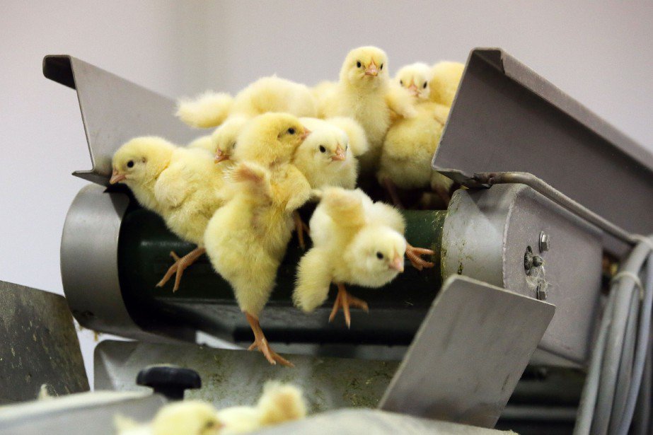 _Naeray's tweet photo. La Suisse a voté pour l'interdiction du broyage de poussins vivants, dans l'industrie des oeufs notamment.
Une mesure qui devrait bientôt avoir lieu.

A quand une telle initiative en France ? https://t.co/DrEFX35KUf