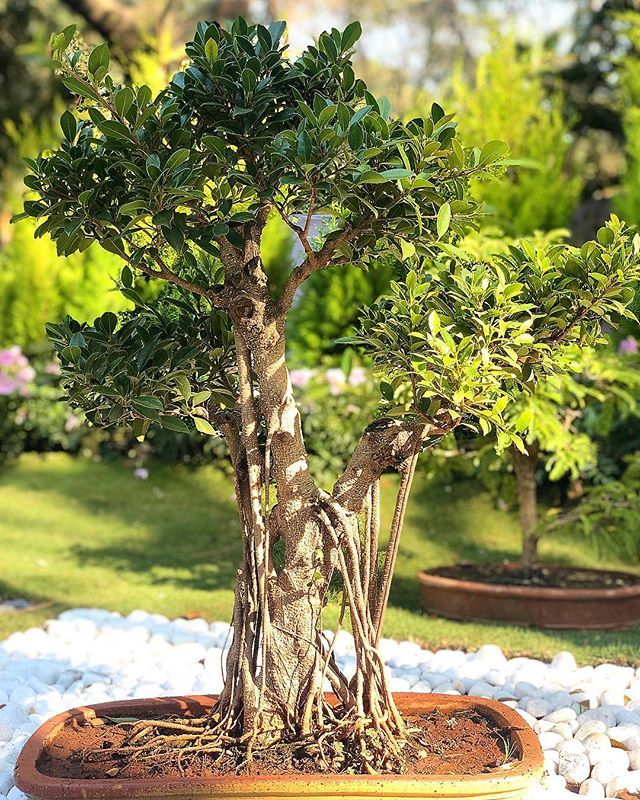 AnkBose's tweet photo. #Tyrion
.
.
.
#bonsai #bonsaitree #bonsais #smallbutmighty #tree_shotz #tree_brilliance #tree_pictures #treeinapot #nature #colorsoffall #tree_magic #agameoftones #mypixeldiary #moodygrams #theimaged #earthofficial#natgeoyourshot #photooftheday #passionp⦠https://t.co/GgNPH4EYGw https://t.co/ILDf608ZHq