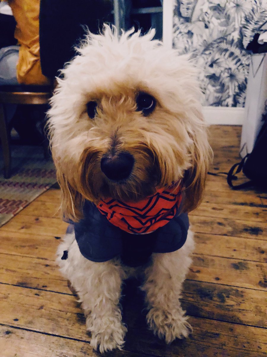speedplayco's tweet photo. We love seeing photos of your Speed Play snoods, keep sharing them with us.
Here’s a super-cute pup to brighten up your Monday - wee Piper rocking the Bubblegum snood. What a sweetie pie!
#NotJustForRunners #MondayMotivation #RunHappy https://t.co/QTZTUcCWlr