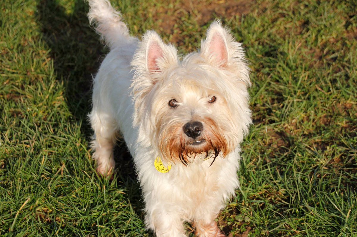 DT_Bridgend's tweet photo. Sid Delicious is a handsome boy who is happy go lucky. Sid also does the best meerkat impression! ➡️➡️ #westie #westiesofinstagram 
#adoptdontshop #dogsoftwitter #dogstrust #dogstrustbridgend https://t.co/j4aM3CBTko