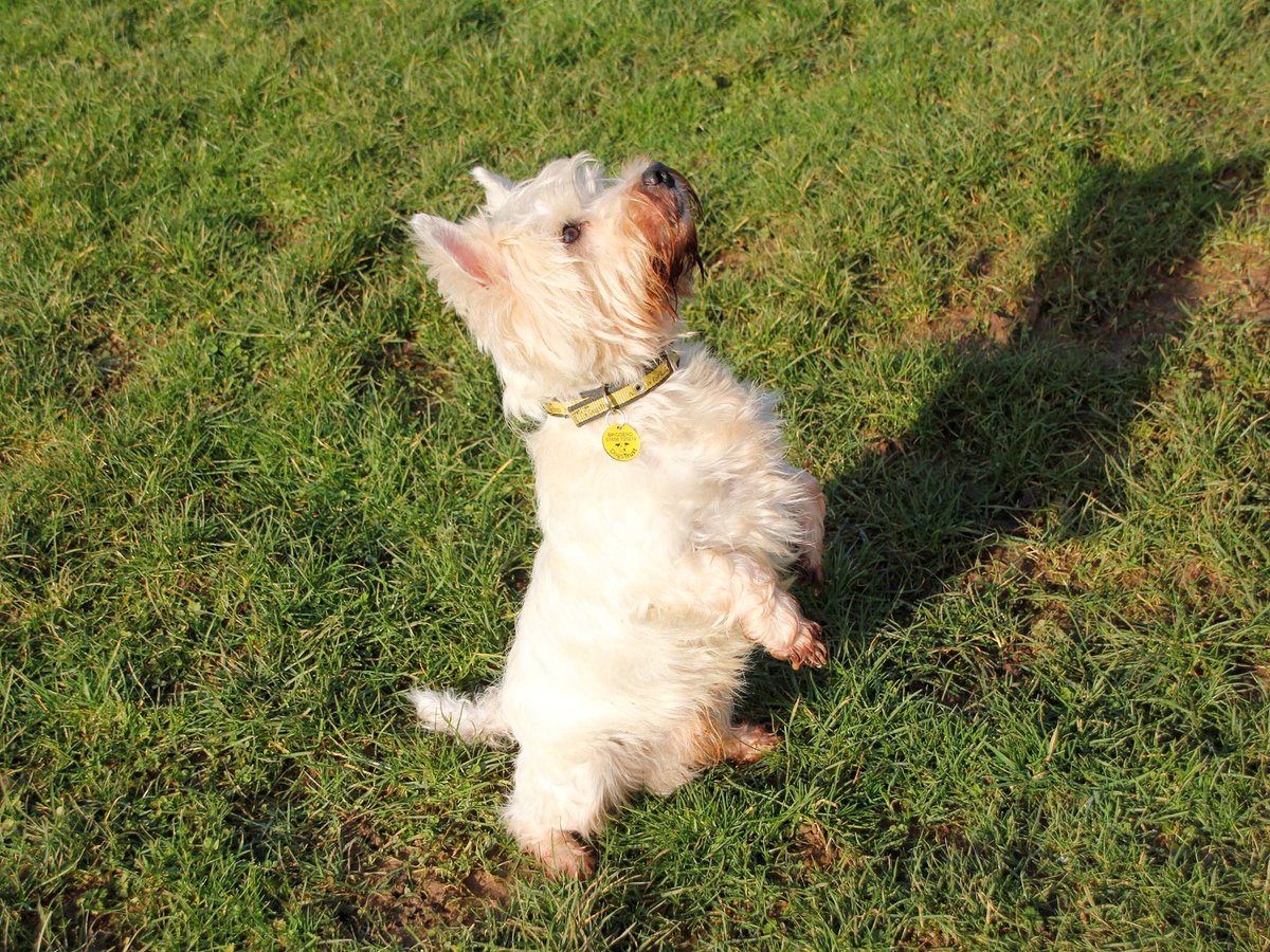 DT_Bridgend's tweet photo. Sid Delicious is a handsome boy who is happy go lucky. Sid also does the best meerkat impression! ➡️➡️ #westie #westiesofinstagram 
#adoptdontshop #dogsoftwitter #dogstrust #dogstrustbridgend https://t.co/j4aM3CBTko