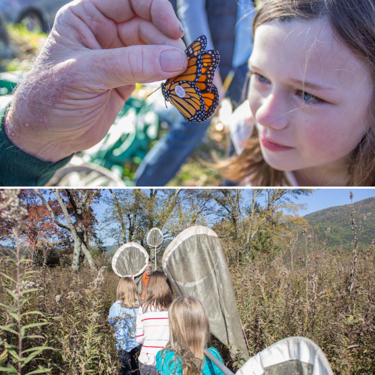 GreatSmokyNPS's tweet photo. Happy International Day of Women and Girls in Science! Every fall, the public helps tag and release monarch butterflies during a citizen science project led by Tremont Institute. Education programs in the park give young women a chance to participate in scientific investigations. https://t.co/kKqJ9vzMK7