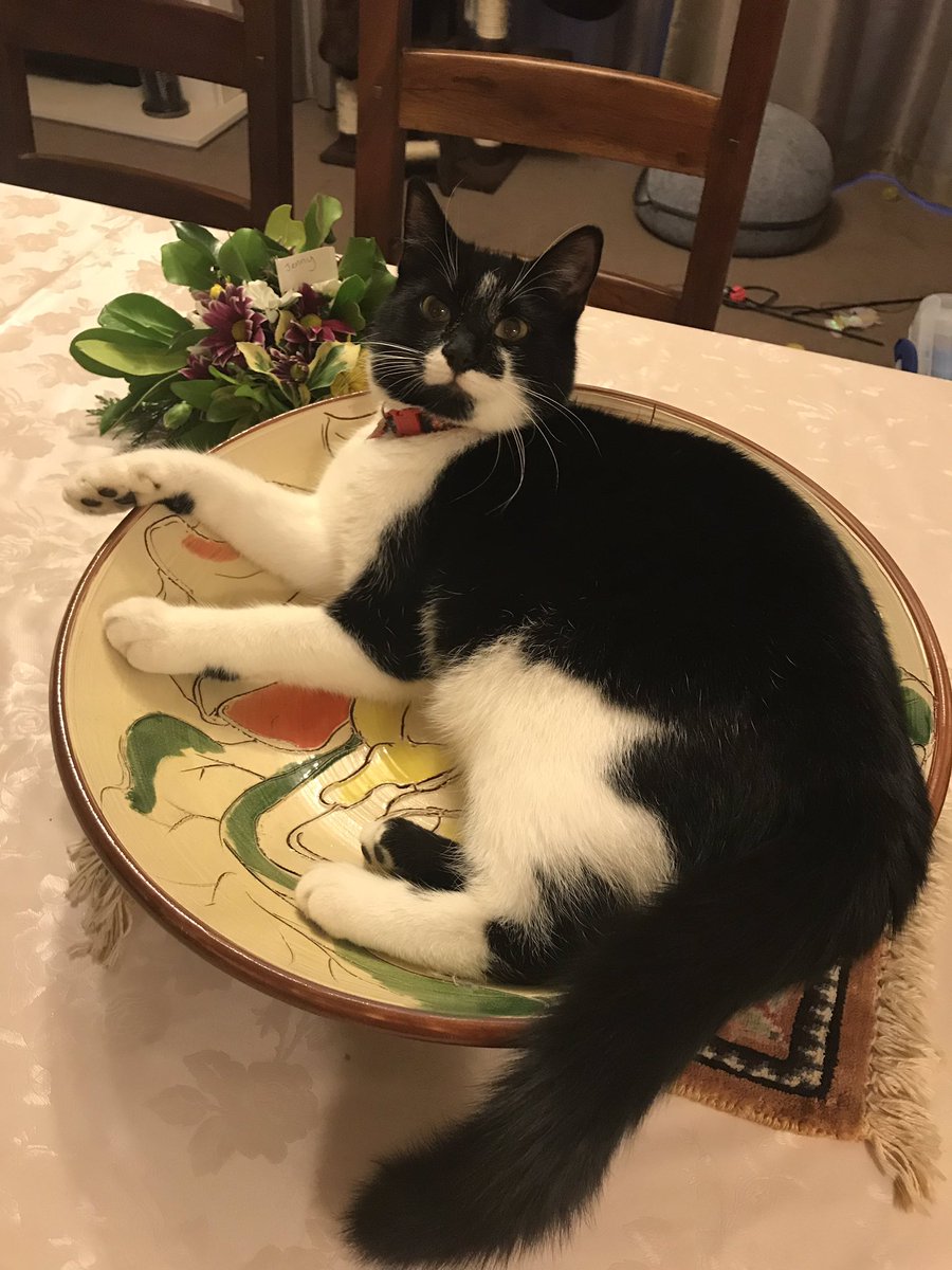 BanditsBud's tweet photo. Until they buy me a bigger bed this will have to do. Bum definitely does not look big in this fancy bowl #Archie #ceramics #art #CultureVulture #catbowl #CatsOfTwitter #CatsOnTwitter #artycat #rescuecat #picatto #friedacatto #catavaggio https://t.co/oRcYGvHxe8