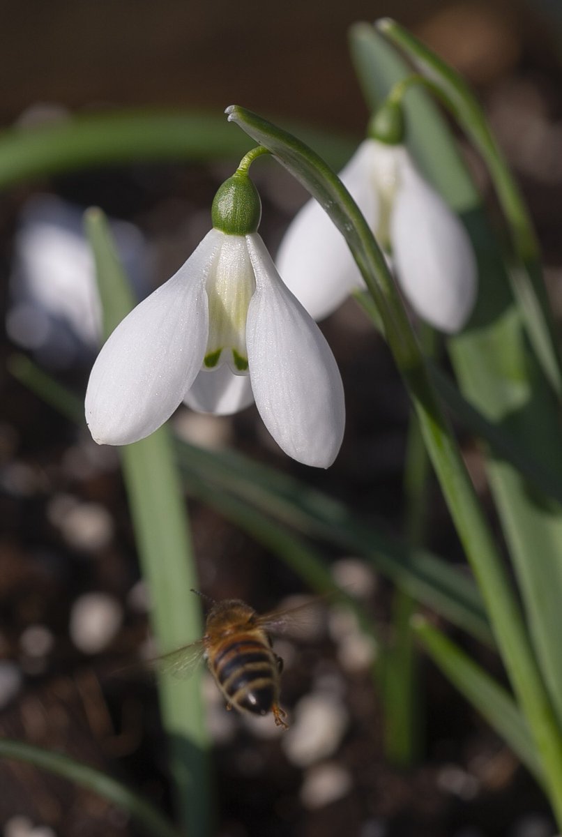 Lymmallotment's tweet photo. Plenty of bees flying around the snowdrops today. These are Galanthus ‘David Shackleton’, G. ‘Ant’ &amp; G. Cliff Curtis’.  Looking forward to collecting lots of seeds over the coming months! #snowdrops #galanthus 😀🐝 https://t.co/ze8DyWlhkl