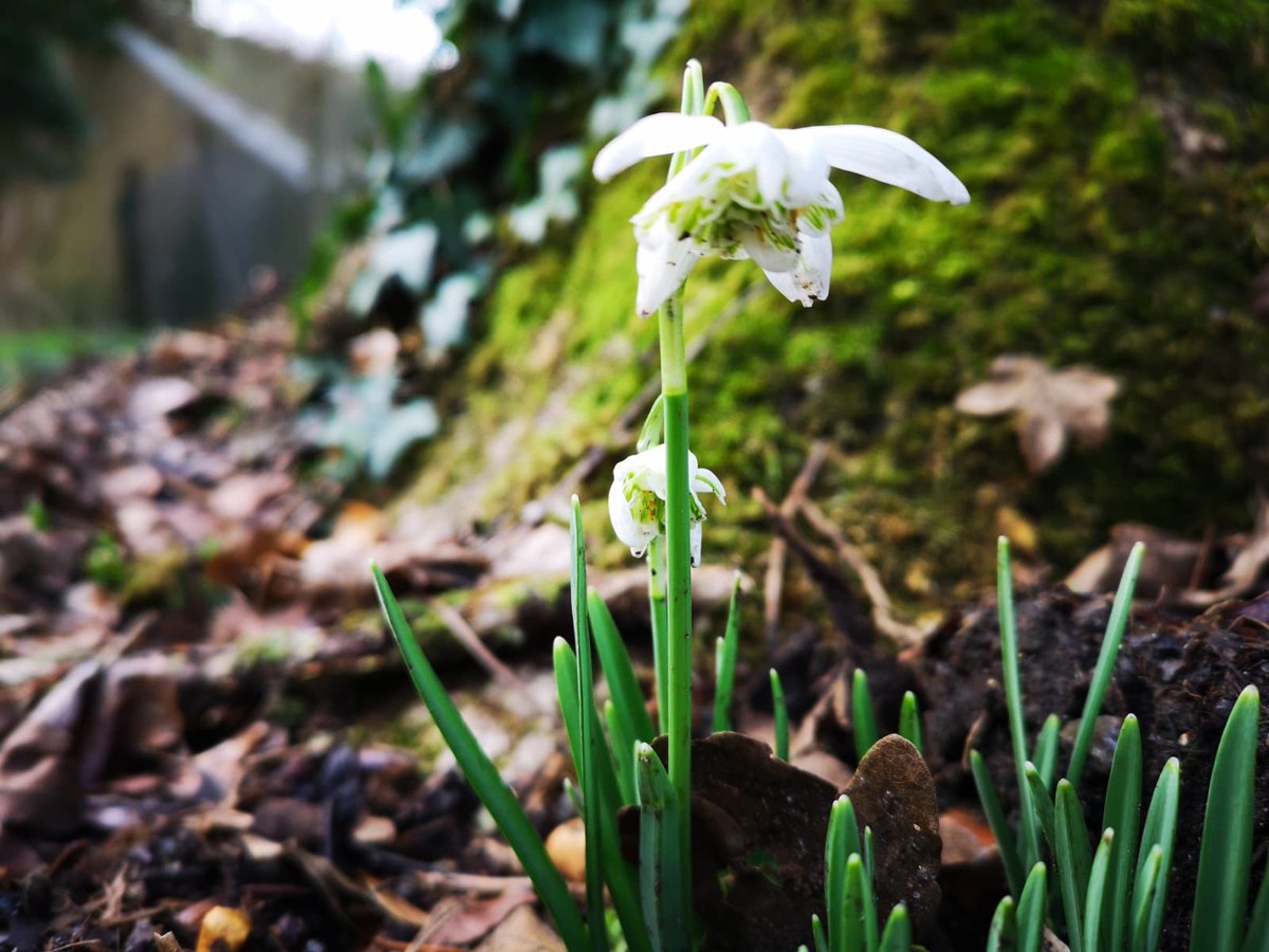 Look what we spotted on a morning countryside walk 😍

#stableoakcottages #snowdrops #nature #lovenature #kentnature #kentcountryside #englishcountryside #englishnature #visitkent #countrysidewalk #walking #hiking #rambling #visitengland