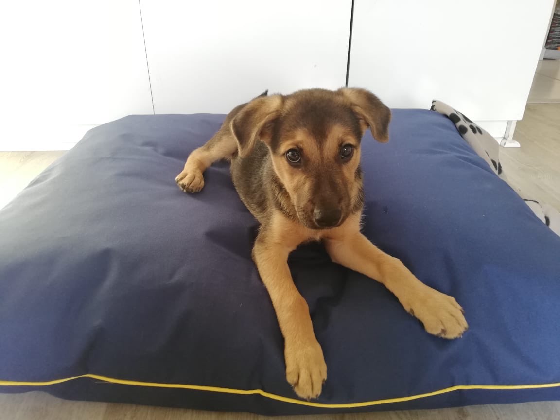 tailersbydebra's tweet photo. Just look at this cutie pie on his new bed. His mom and dad says he loves it ❤️🐶🐾
If your furbaby needs a bed or cover for his existing bed, let’s chat.

. #dogbed #dogbedcushion #dogbedpillow #comfy #lighttocarry https://t.co/xFNDEaH2ou