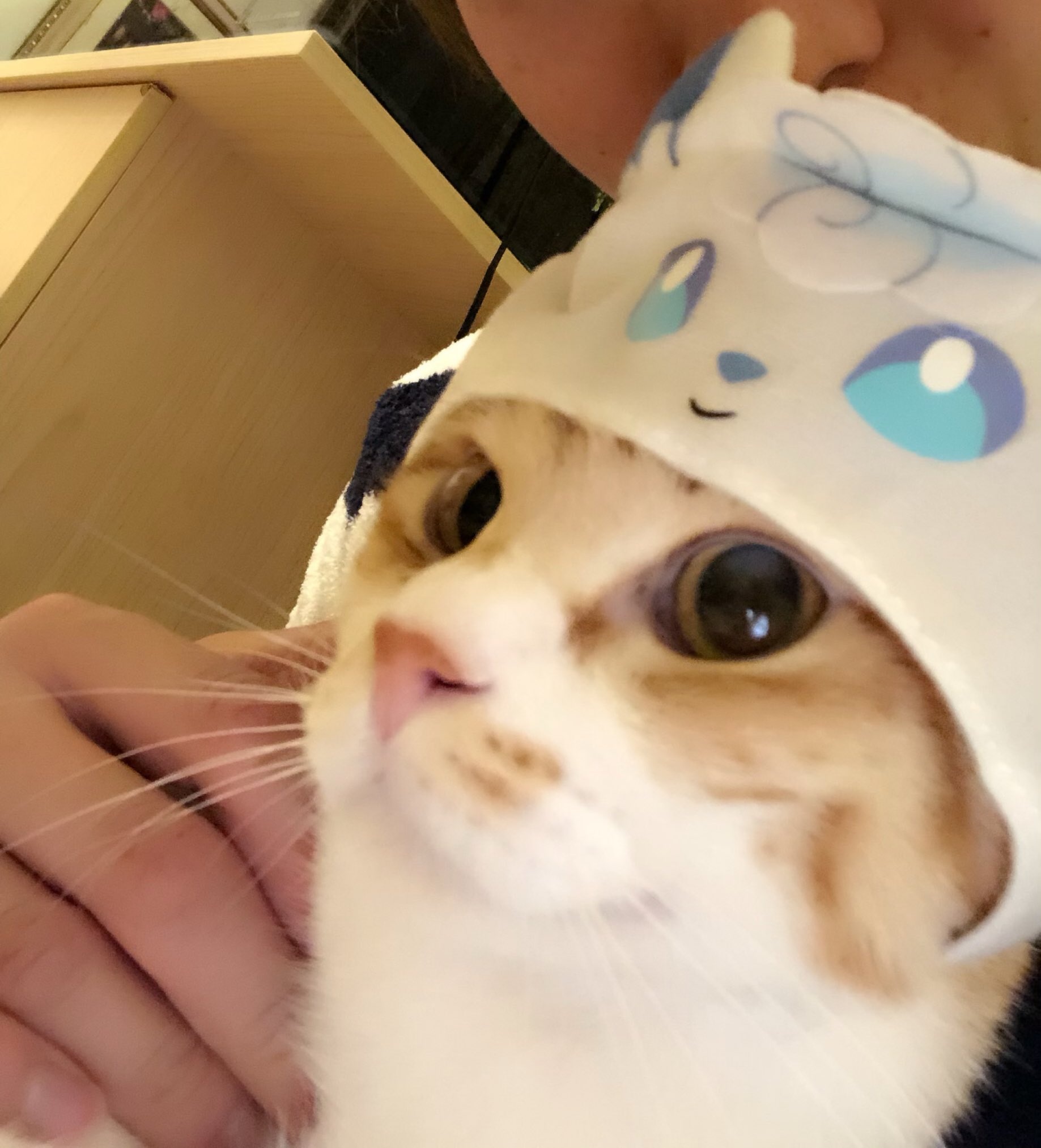 市岡元気 おうちでできるオモシロ実験発売中 ガチャで ねこのかぶりものポケモン 6種類コンプリートしました 可愛い ポケモン 猫の森
