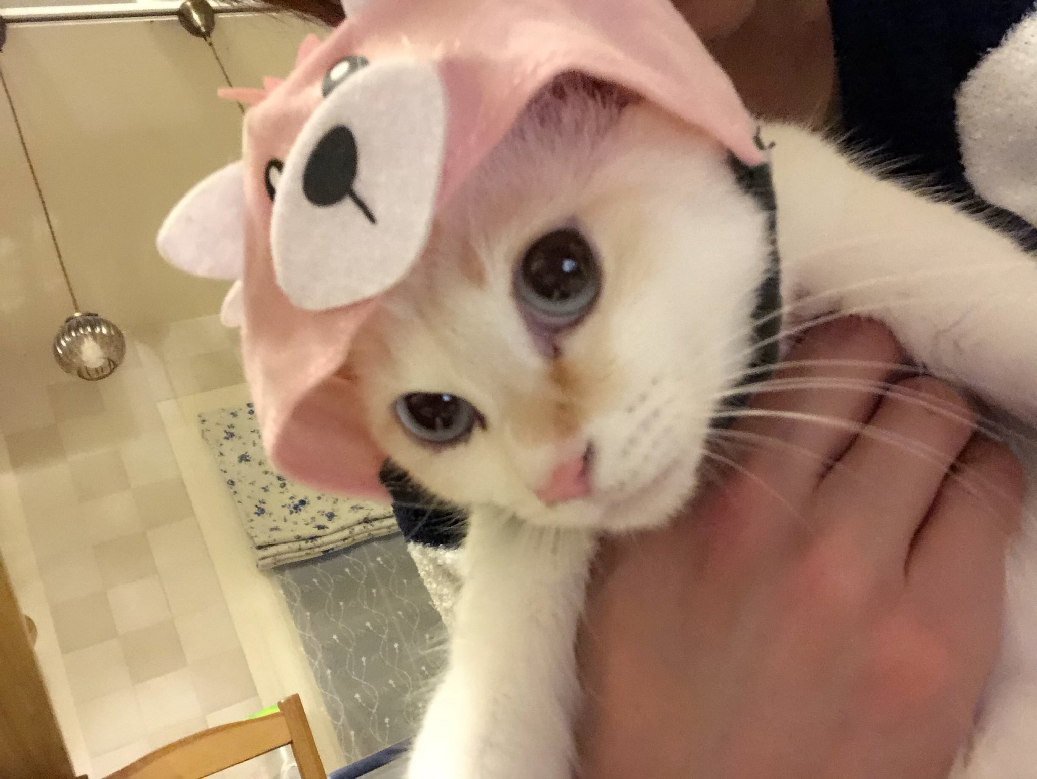 市岡元気 おうちでできるオモシロ実験発売中 ガチャで ねこのかぶりものポケモン 6種類コンプリートしました 可愛い ポケモン 猫の森