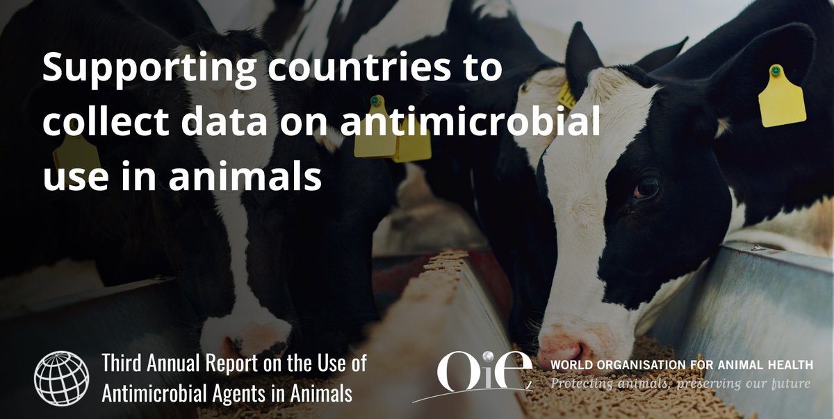 Currently, there’s very little information available worldwide on #AMR patterns in animals. The #OIEdatabase helps to address this by building a global source of data on #AntiMicrobialUse in animals. Stay tuned as our latest database report launches this week!