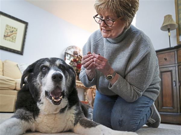 CBD oil eases anxiety, pain in dogs and cats, owners say buff.ly/2Wbr2qx