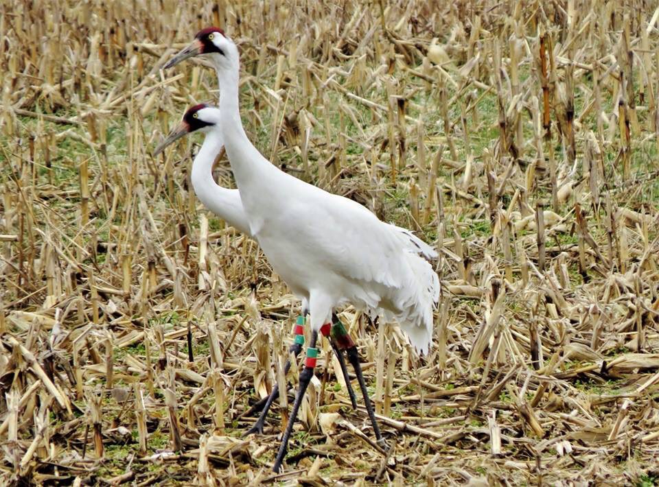 youllLikeLinton's tweet photo. Home to the only two species of cranes in North America.  #whooping and #sandhill Photo by Mike Jones at Goose Pond FWA #NaturePhotography #visitindiana https://t.co/TYJUuY4Hn2