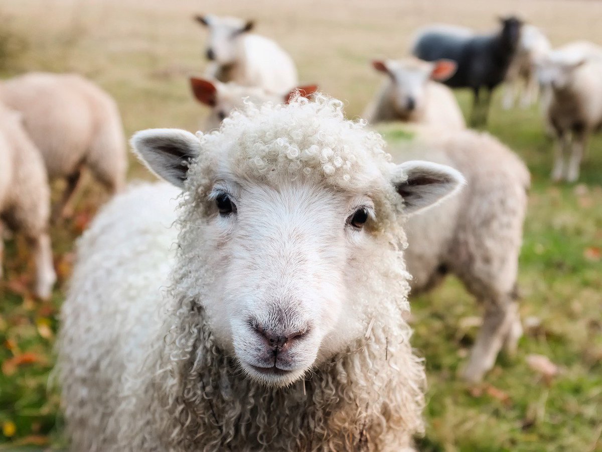 HippieCityApp's tweet photo. #MondayMorning Say thanks to these darlings for the wool keeping us warm this winter. https://t.co/8nNRJYRlCq