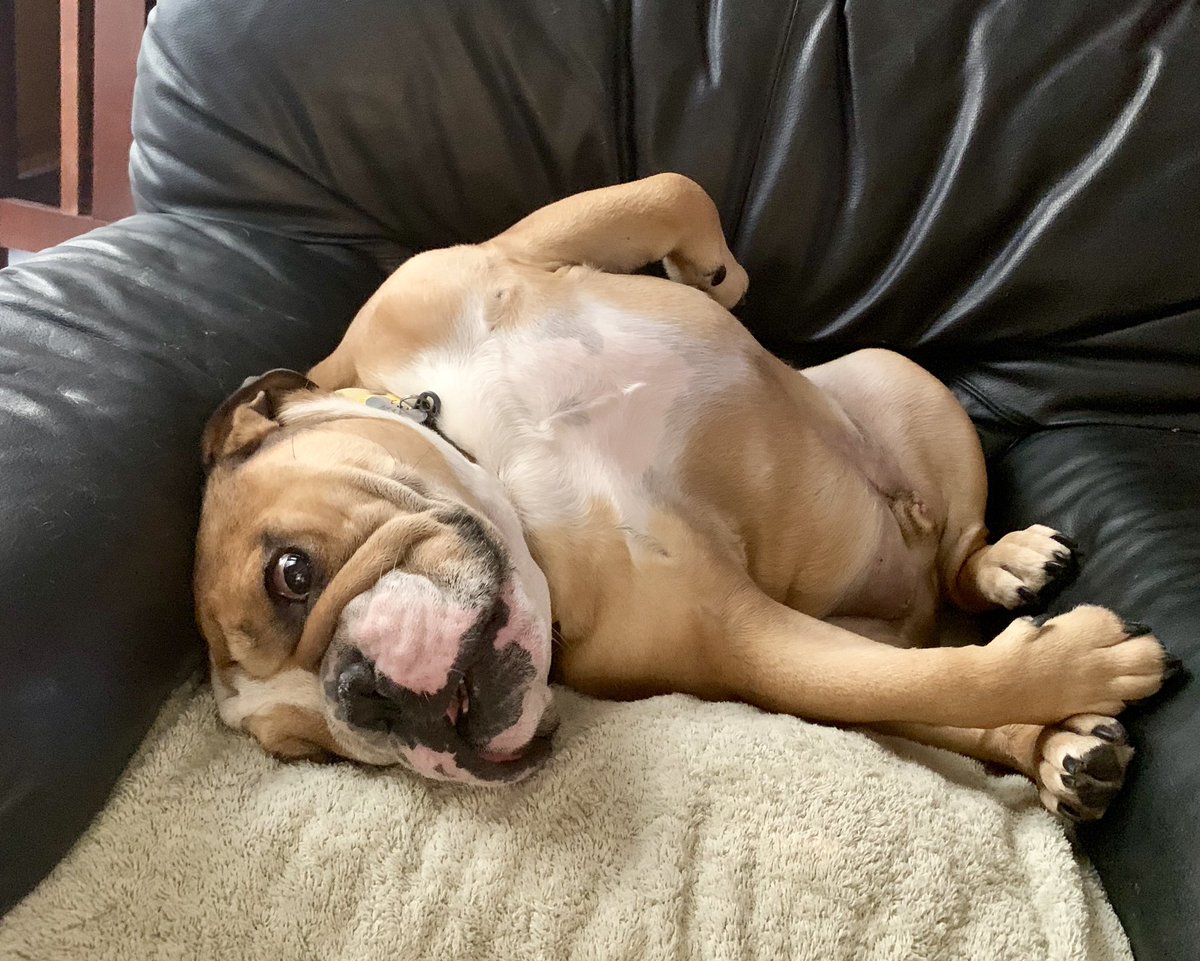 MichelleSandlin's tweet image. Sending y’all some Monday morning vibes from Max!
#LifeOfMax @followlifeofmax