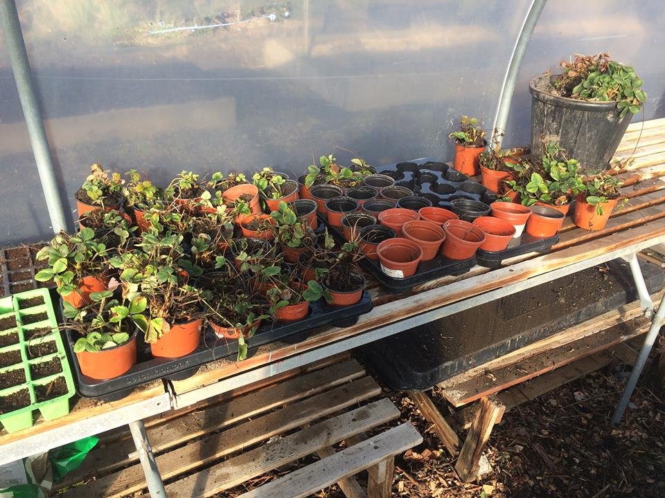 Something from nothing. 18 degrees in the tunnel today. A good day for separating the new growth from the strawberry patch. We got all of these plants from a few clumps. Ideal for planting up in our hanging basket sessions.