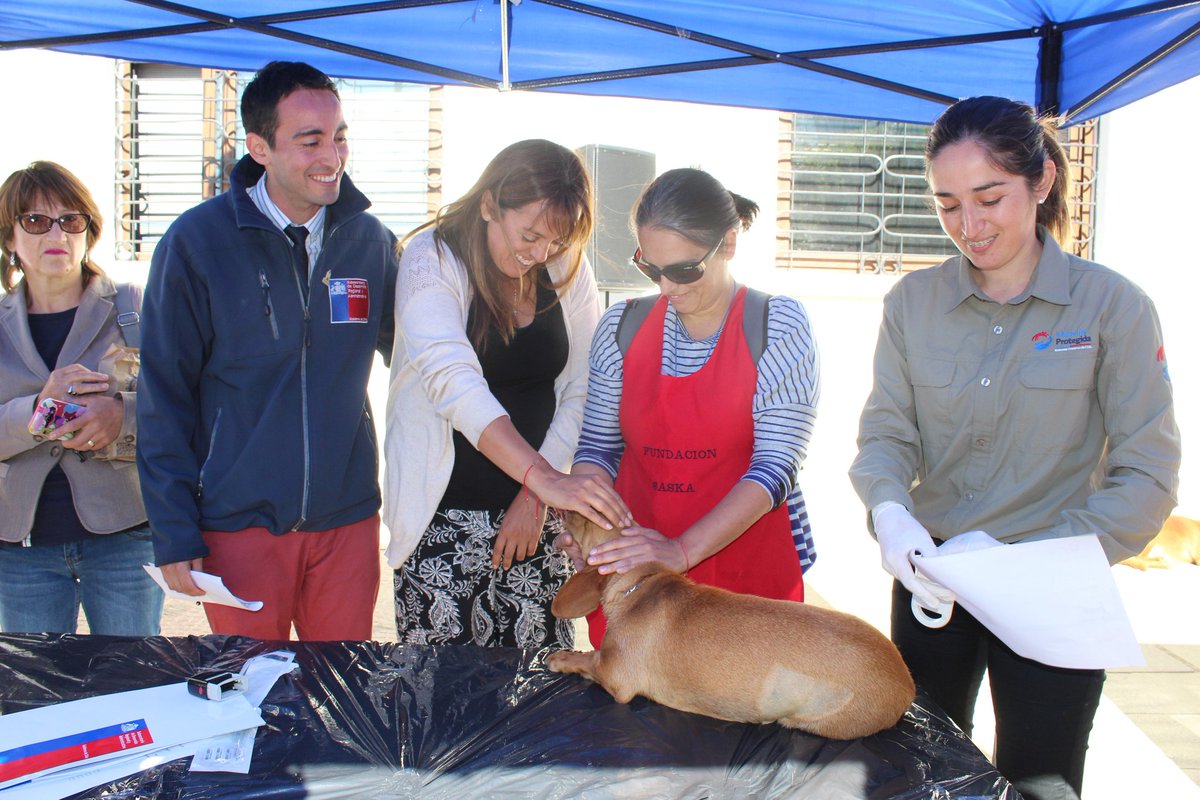 GPLLanquihue's tweet photo. En #PuertoMontt, con una muestra de implantación de chip,  Gobernadora de Llanquihue, Leticia Oyarce y Director Regional de Subdere, Pablo Hernández hacen llamado a la ciudadanía a registrar sus mascotas en el marco de la Ley de Tenencia Responsable de Mascotas #ChileEnMarcha https://t.co/RnQwXdSMhI
