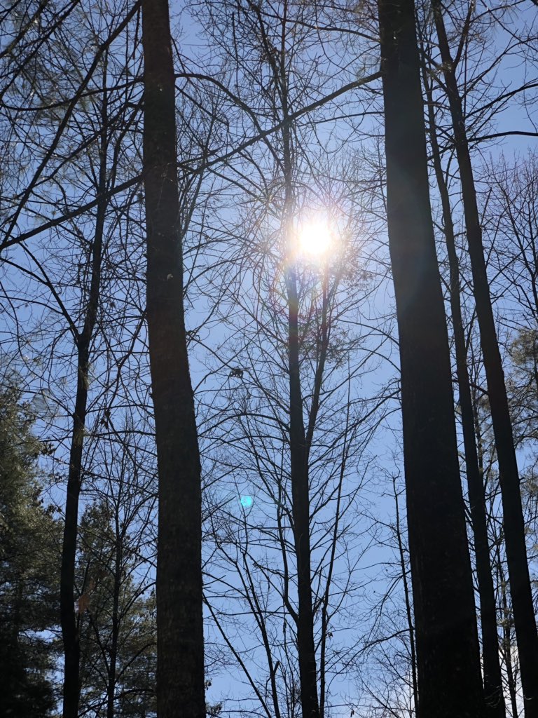 writeimtiaz's tweet image. Faces, prayer flags, pine tree #ShotOniPhone