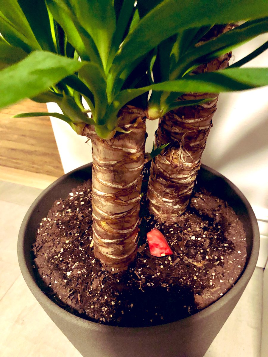 theonlykendra's tweet photo. This weekend we found a worm on our kitchen floor. It probably came from this houseplant. So we put it back in the dirt. And gave it a piece of watermelon. So basically, we have a #petworm now. #mylife https://t.co/mr82tZZ7Ty