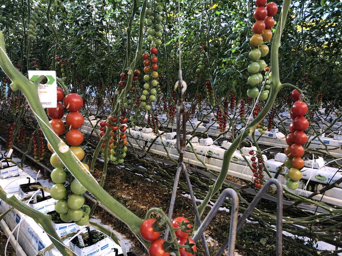 hortinix's tweet photo. Quick visit to #tomatoworld and given the history of the education centre! Nice to show our colleagues intensive cropping systems under Protected Cropping. #PCA #AUSVEG #glasshouse #Westlands #europeanstudytour https://t.co/QmMGwWJVPx
