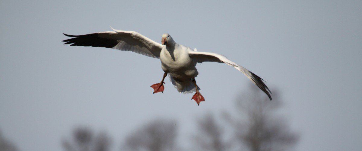 DucksUnlimited's tweet image. 5 Things to Consider When Deciding How to Hunt Spring Snows - DIY or Hire a Guide? bit.ly/2RUSIwy #lightgeese #snowgoosehunting #hunting #conservation