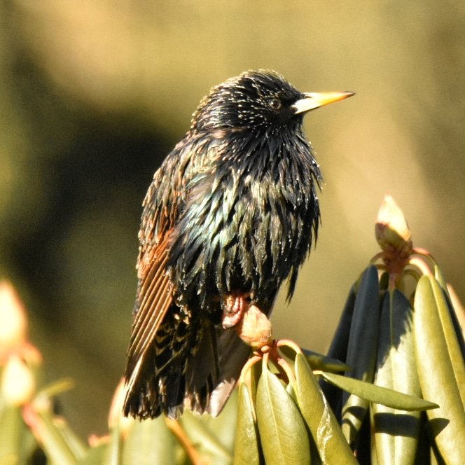 Spinthemap's tweet image. "Nature does not hurry, yet everything is accomplished." #Birding #birds #photography @VisitNovaScotia #monday