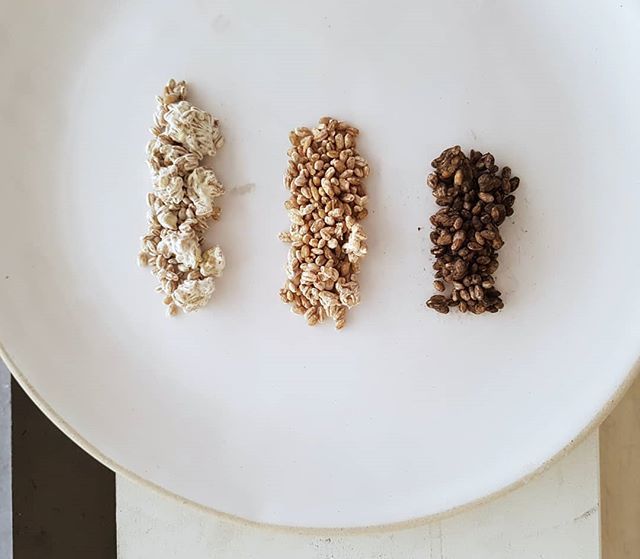 3 types of koji​ I grew on pearled barley. Left – "regular"/yellow, Aspergillus oryzae, what people mostly mean when they talk about koji; right – "black", Aspergillus awamori, produces citric acid, used in shochu/awamori; centre – came from kin in an unmarked baggy, but pre…