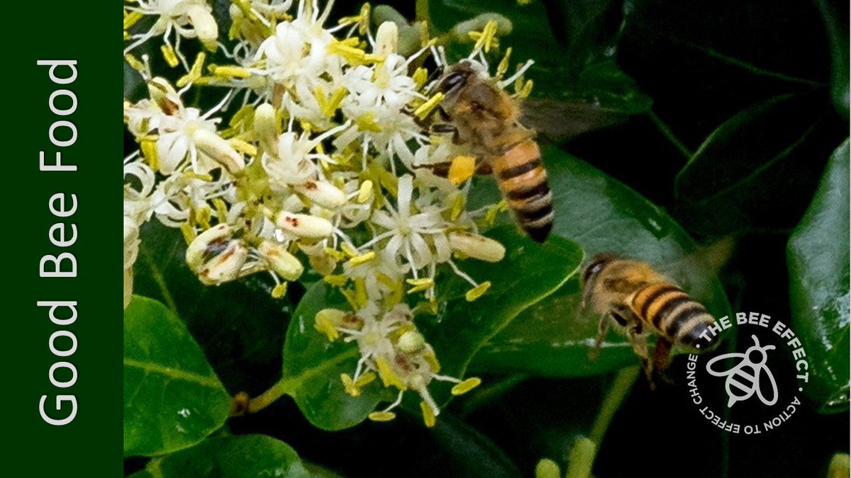 beeeffect2017's tweet photo. Southern Africa is awash with scents and blooms and buzzy honey bees. Check out the #BeePlantValues of the #ForestElder and why honey bees love them, caught here on camera by #ColynSerfontein of Nelspruit.
https://t.co/SVRegkPRSR https://t.co/o1XF5iq1Z0