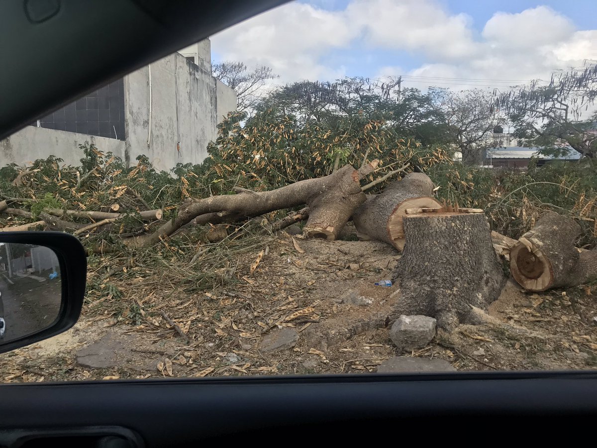 Jose_RiveroM's tweet photo. Lamentable que así terminen los escasos Árboles que existen en nuestra Ciudad, y la aplicación del Reglamento de Arbolado del @AyuntaMerida ? @MauVila @RenanBarreraC @antonio_rsa1 @DiariodeYucatan @YUCATANALMINUTO https://t.co/neOt5tCN4H