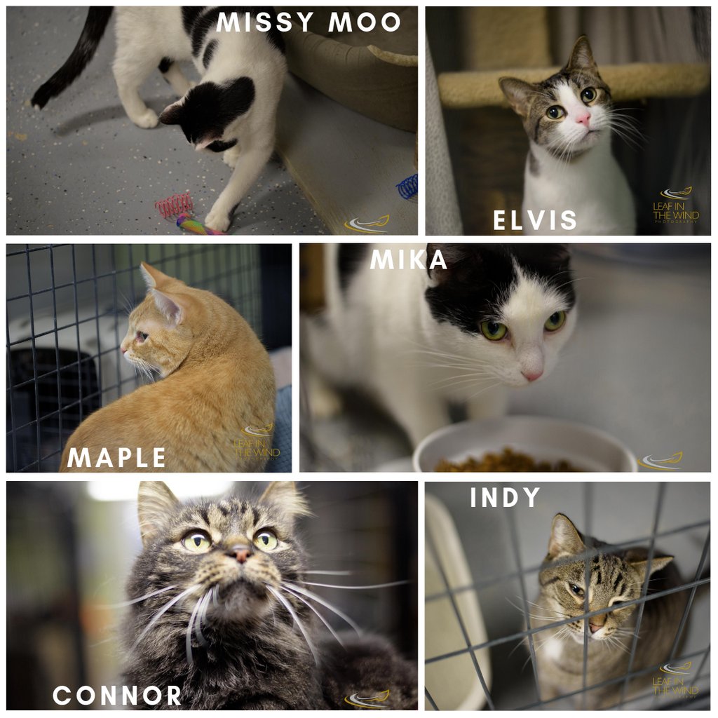 It's a week full of love! If you're looking for a new #betterhalf and a #cuddle buddy this #valentinesday, let's talk! Adoptions for our cats Monday through Sunday are only $14!