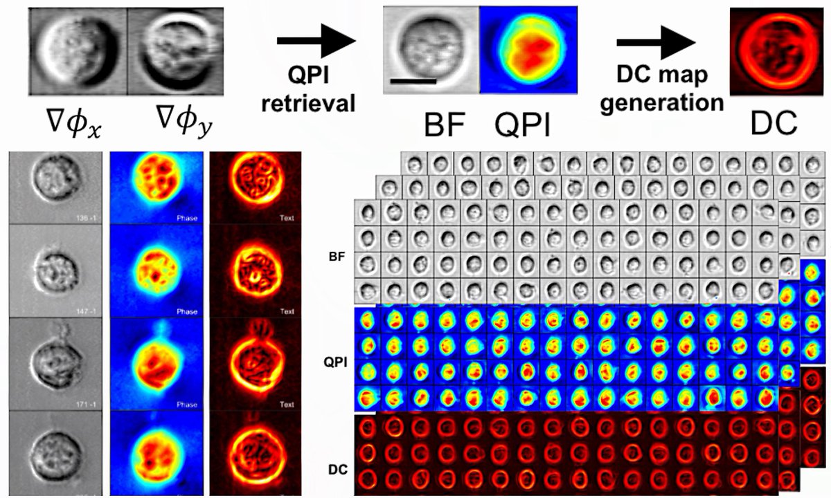 kevin_tsia's tweet image. @jbiophotonics Multi-ATOM: Ultrafast laser-scanning #QuantitativePhaseImaging enables high-resolution quantification of biophysical properties of millions single-cells. onlinelibrary.wiley.com/doi/10.1002/jb…

Earlier version on @biorxivpreprint: biorxiv.org/content/10.110…