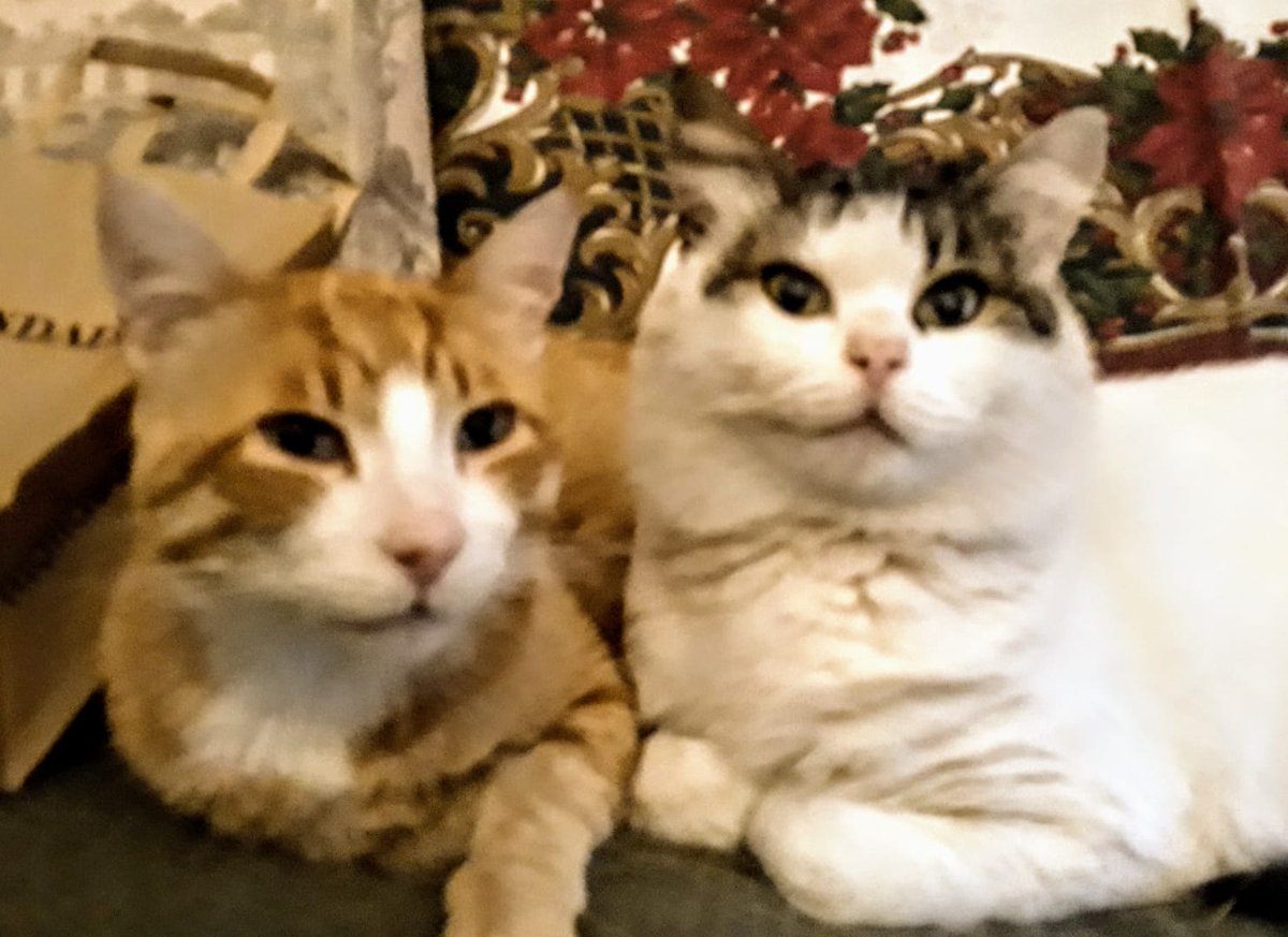 strabichina's tweet photo. #lipogiro #scritturebrevi
@paolaxmi
#mulinelli /m
Muli belli
Musi belli🐱
Micetti😻😹😸😼😺
Miao😽
Mao
Mai
Mani👋
Mari♒
Mali
Minori
#mulinelli https://t.co/R6J7SS1k9w
