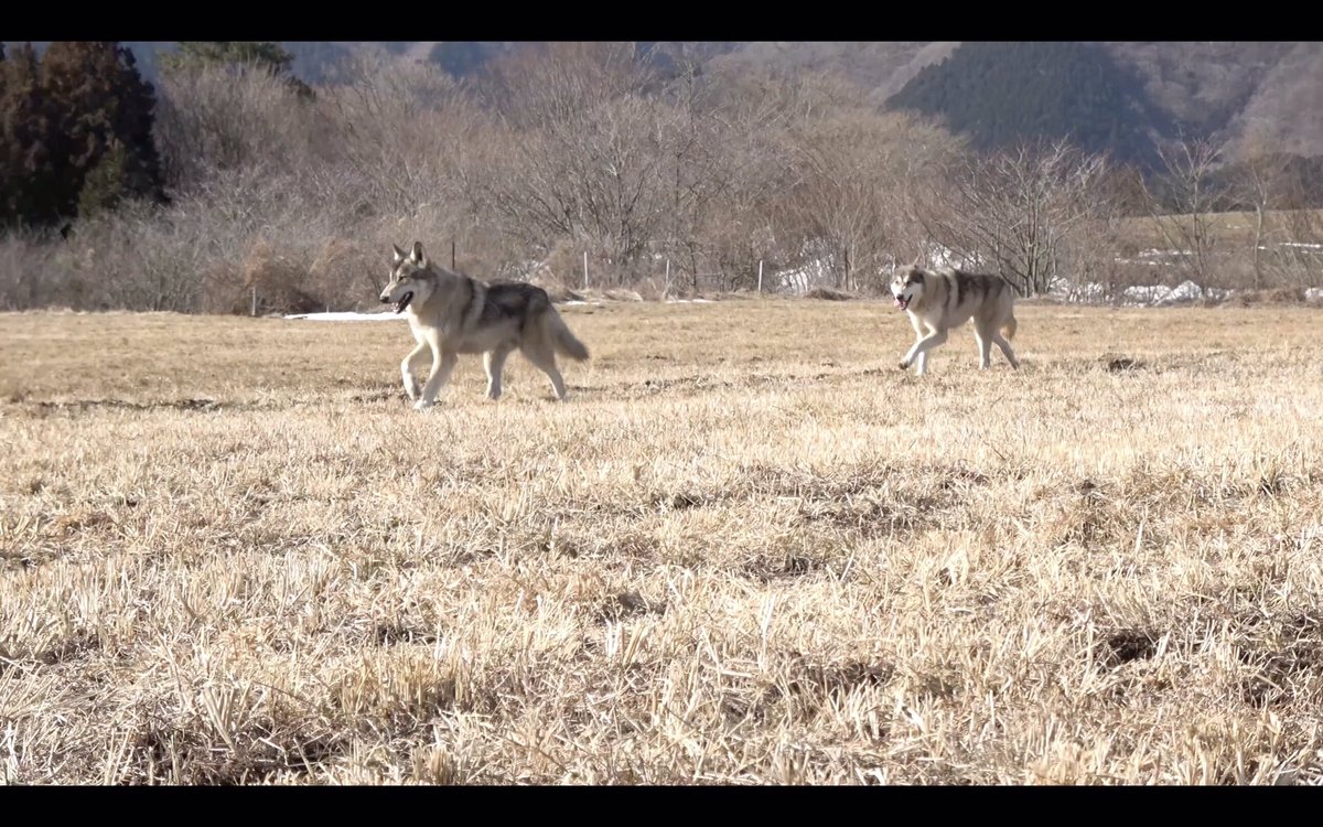 koji_dan's tweet photo. https://t.co/SEuwpDjckY
白狼日記~WOLF SPIRIT~序章
短編映画完成バージョンyoutubeに
アップしました。見て下さい🐺🎥😎
#俳優 #女優 #モデル #子役 #俳優志望 #演技レッスン #映画 #自主制作 #狼 #狼犬 #DKAS https://t.co/735B39EXRV
