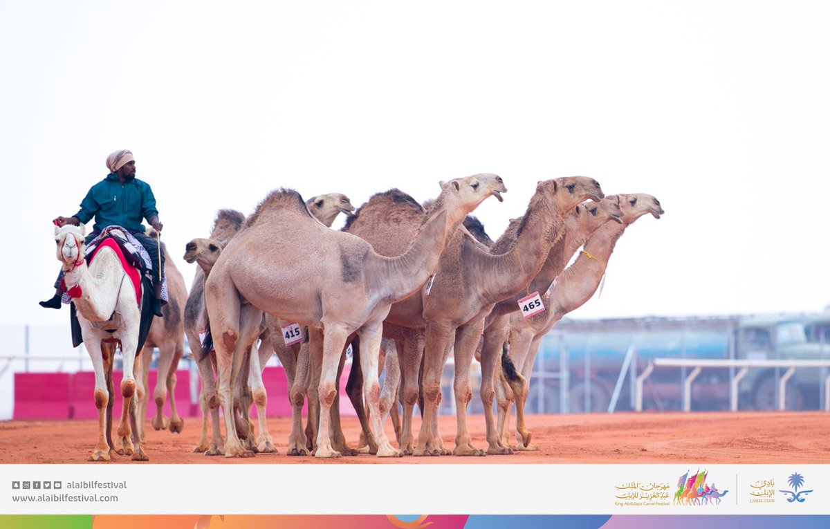 alaibilfestival's tweet photo. صور من عروض الإبل فئة فردي دق "لون الحمر". #جائزة_الملك_عبدالعزيز_لمزاين_الإبل https://t.co/C7M53Jn1yC