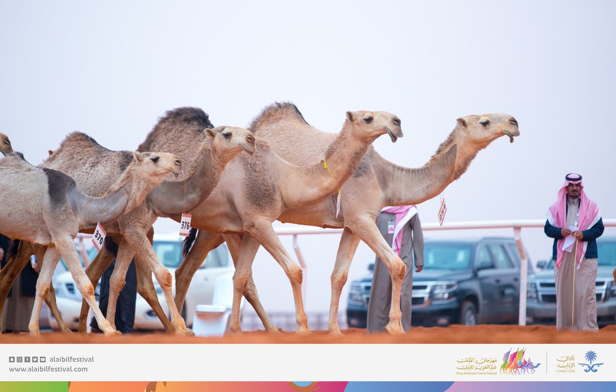 alaibilfestival's tweet photo. صور من عروض الإبل فئة فردي دق "لون الحمر". #جائزة_الملك_عبدالعزيز_لمزاين_الإبل https://t.co/C7M53Jn1yC