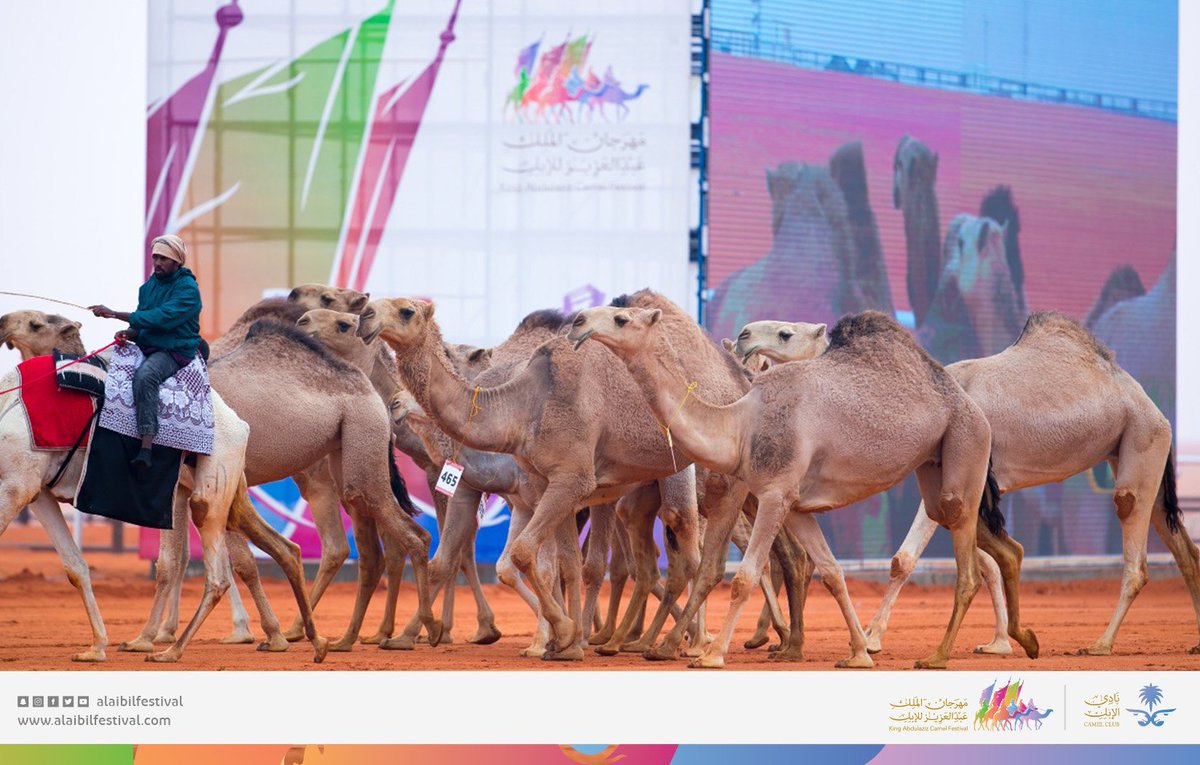 alaibilfestival's tweet photo. صور من عروض الإبل فئة فردي دق "لون الحمر". #جائزة_الملك_عبدالعزيز_لمزاين_الإبل https://t.co/C7M53Jn1yC
