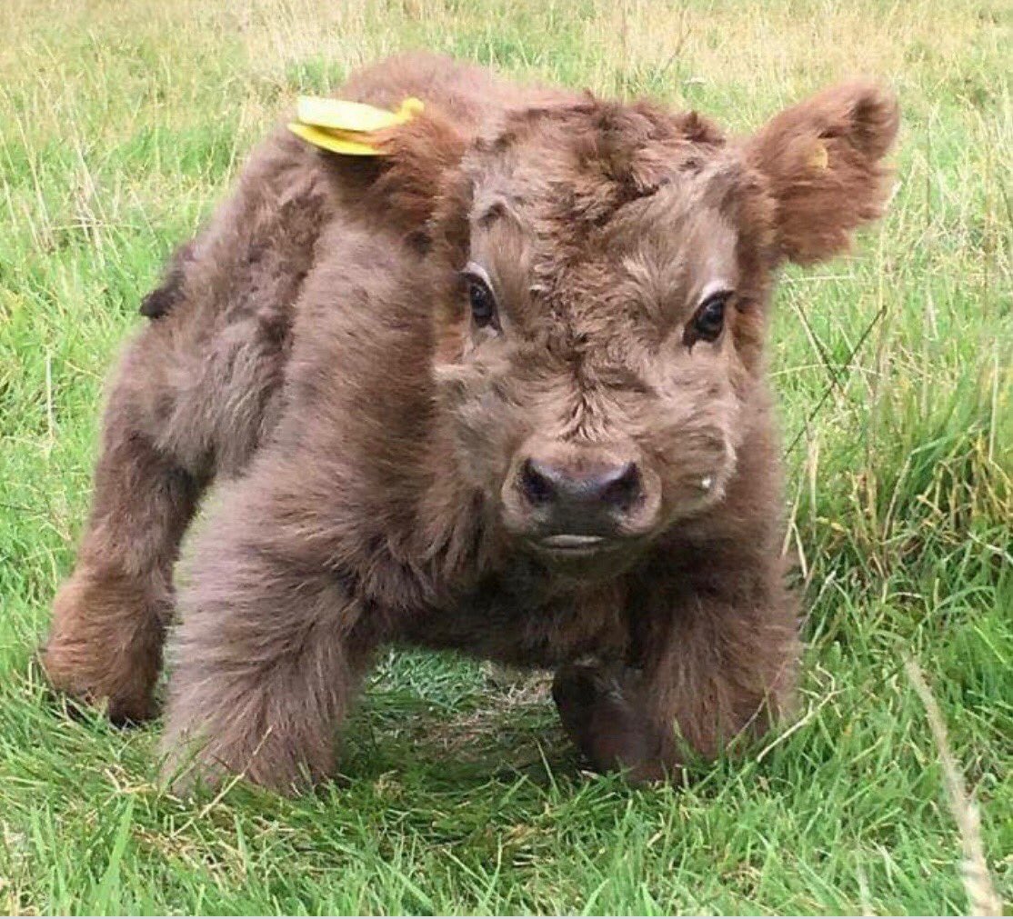 Mini scottish highland cow