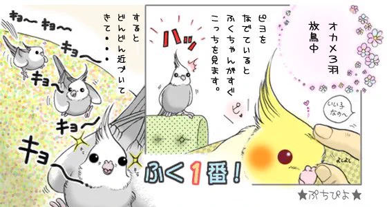 オカメたちの懐かし漫画?発掘 