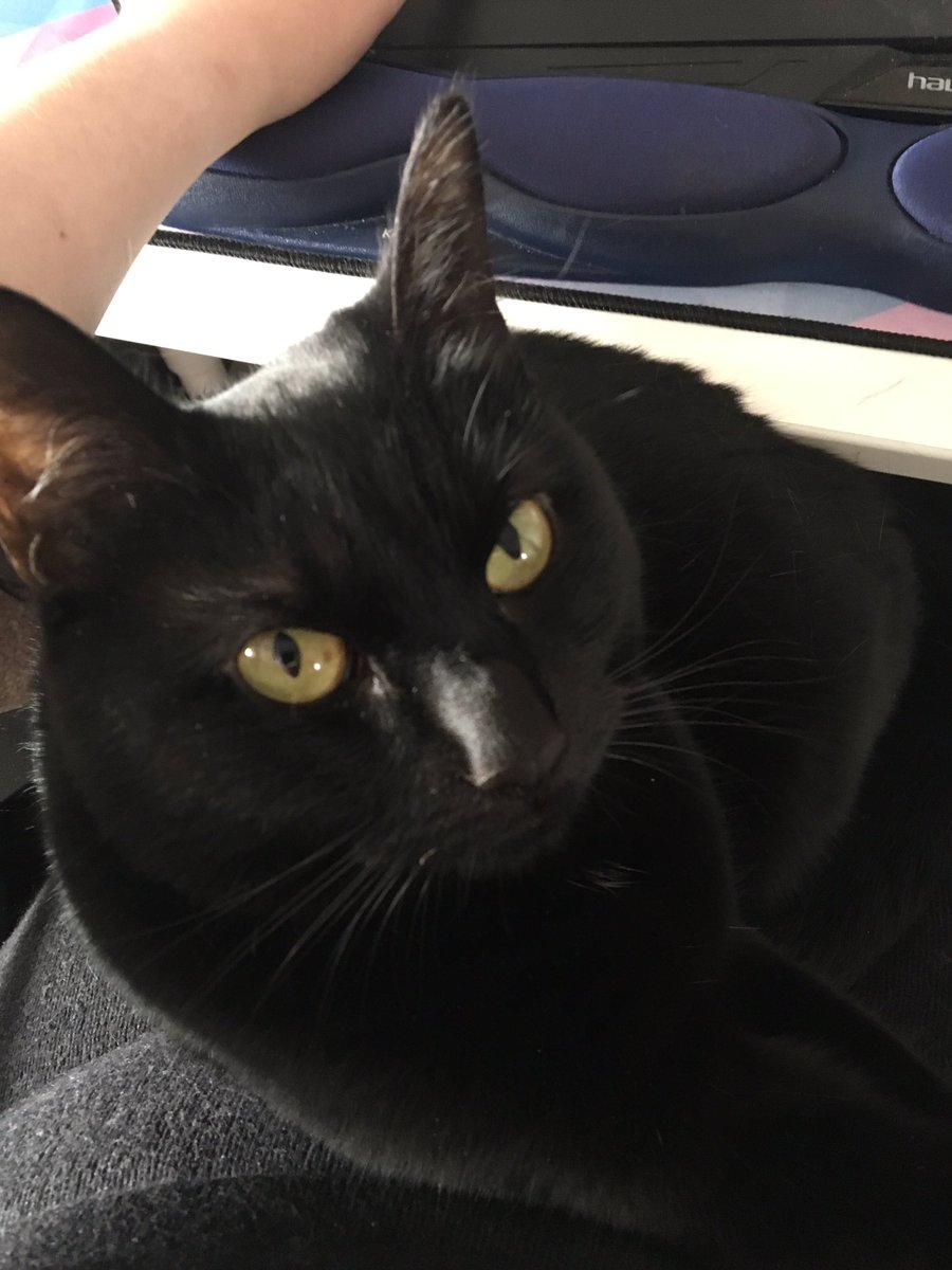 Zombiemage2's tweet photo. I apologised for the inconvenience that was me trying to stream but Ponyo still wasn’t happy about it. #streamerswithcats #kittycuddles #ponyocat https://t.co/bd9ZvpTYd4