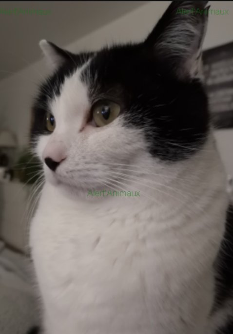 Missing Animaux 81 Di Twitter 11 02 19 Perdu Chat Noir Blanc A Lavaur Rue Du Clos D En Germier Felix Puce Tel 06 73 60 76 Tarn