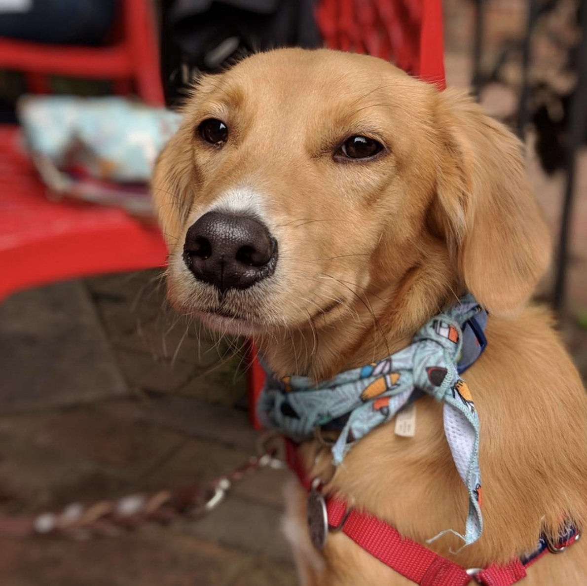 Our brunch buddy, Moose! #dogsofposana
Photo Credit: <a href="/thedogsofatx/">Stephanie Conrad</a>