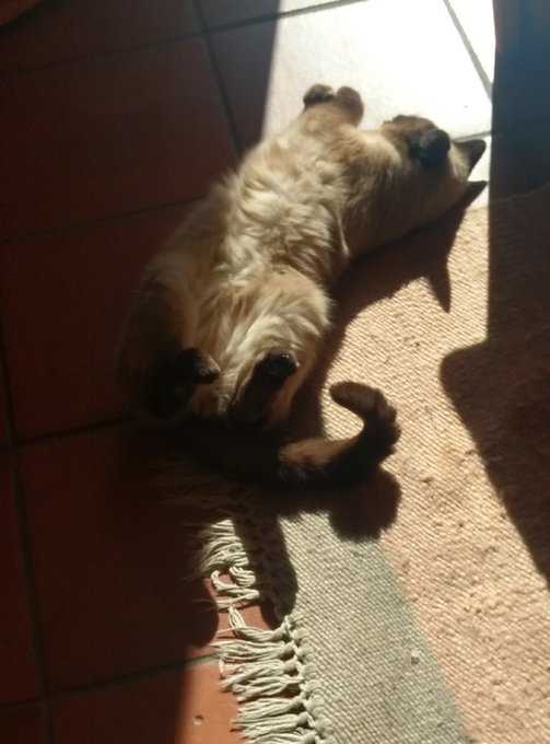 Visiting the parents' house to feed the cats while they're away https://t.co/UlEq6O6Qxj