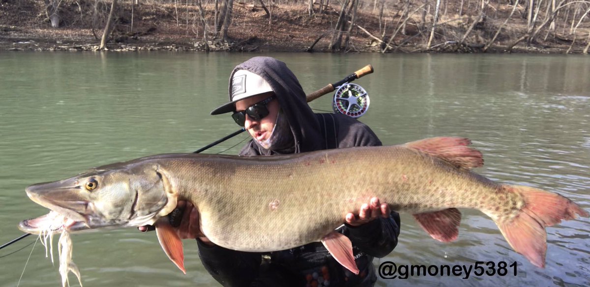 KeystoneAngler's tweet image. Caught this big girl last week! Safely returned after a few quick pics! #keystoneanglersguideservice #musky #muskie #fish #fishing #flyfish #flyfishing #muskyonthefly #paflyfish @OrvisFlyFishing @TheOrvisCompany @simmsfishing @stlhdgear @HH_Outfitter @fishandboat