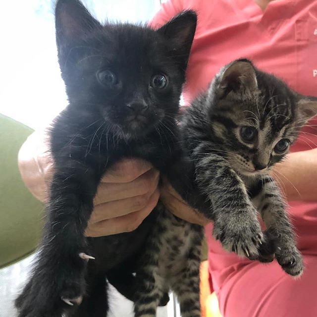 GIVA_GYE's tweet photo. Estos gatitos fueron rescatados de los peligros de la calle, estan recuperados, desparasitados y listos para ser parte de un hogar donde los quiersn mucho. Te interesa alguno? Quieres ayudar con alguna donacion?

Contactate al 0993868408

@fundacionamigo… https://t.co/CgCiIMloLv https://t.co/IPCizxMQj8