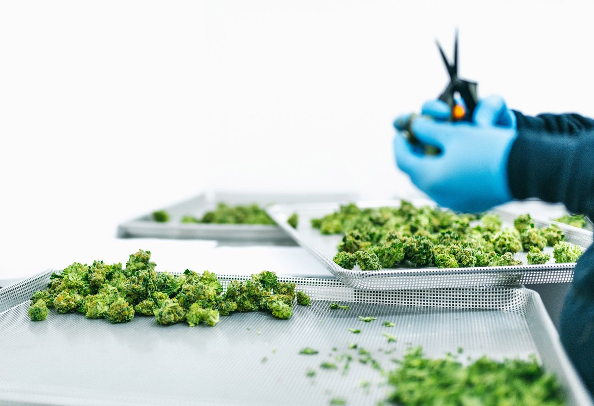 Focus on the little things, like the precision and accuracy that comes with trimming by hand. #CannabisThrives #ThriveCannabis #Cannabis #CannabisCommunity #CraftCannabis