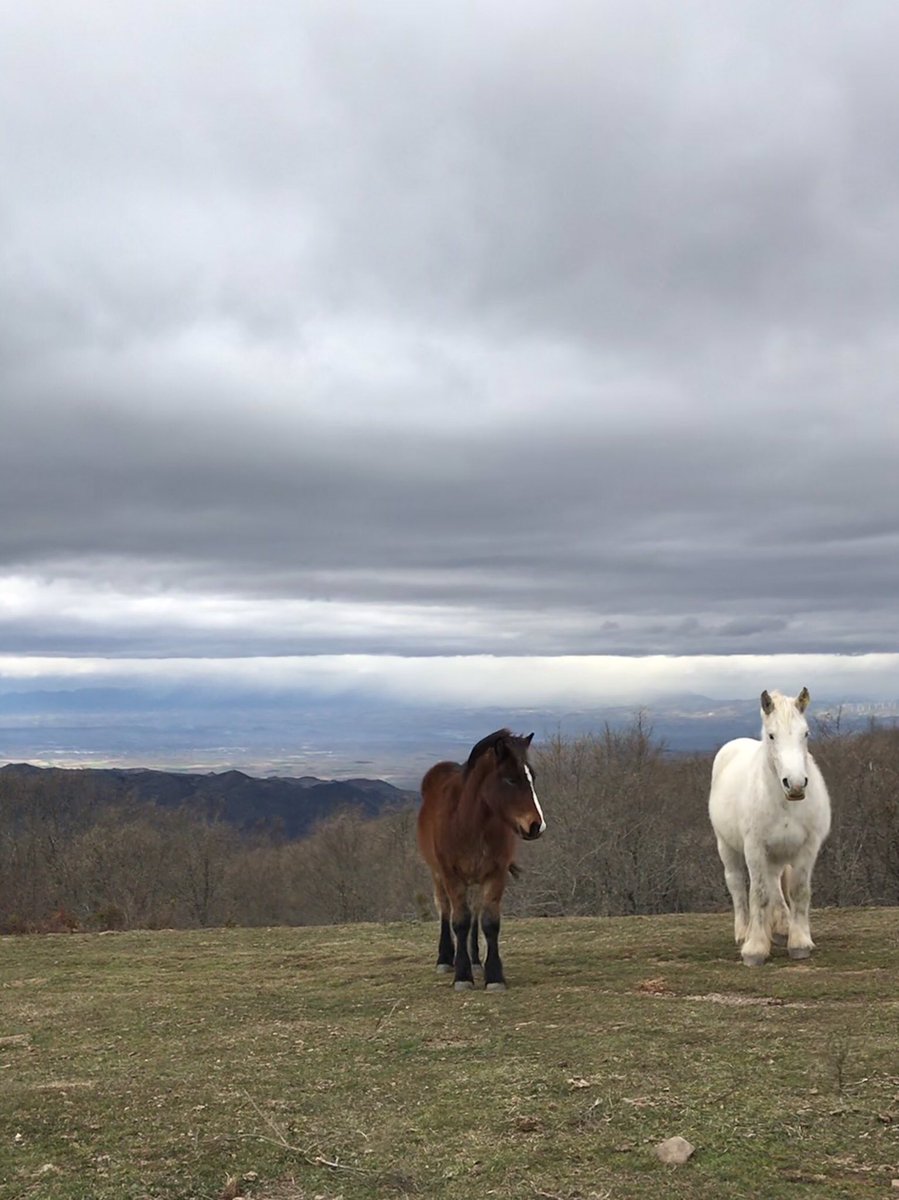 Ya os dije que son guapos y lo saben.
Esperemos que estén animando a los corredores el 8 de septiembre.
🐴
#caballo #trailrunning #trail #trailrunners #trailnutrium #lavilla #larioja #nutrium #outdoor #run #runner