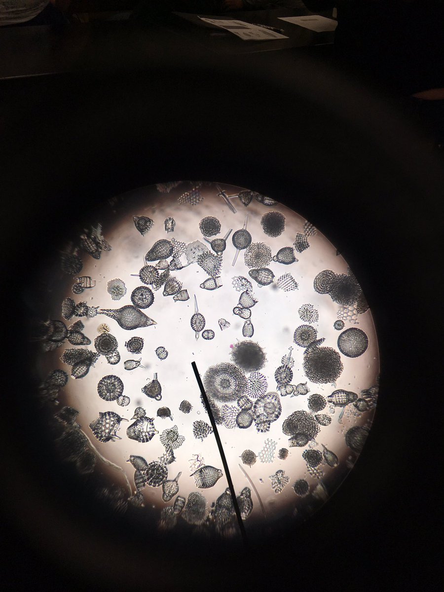 Some radiolarians I looked at today. These are great indicators of paleoclimates.