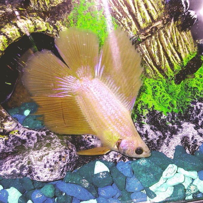 Watch Doctor No's leaked NSFW photo on TwXstars